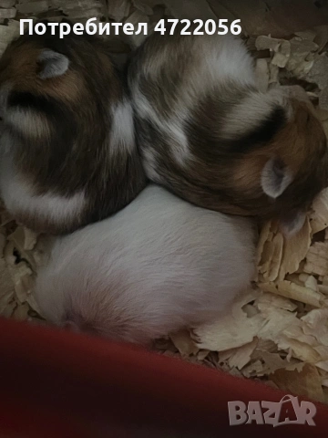 ПОДАРЯВАМ бебе хамстери 