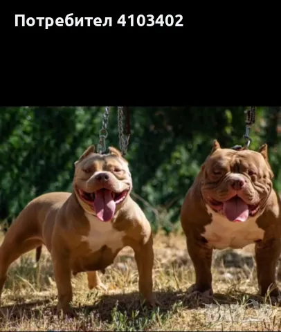 Американско були-покет , снимка 3 - Други - 49409254