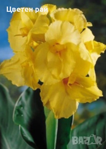 Грудки на няколко цвята канни 