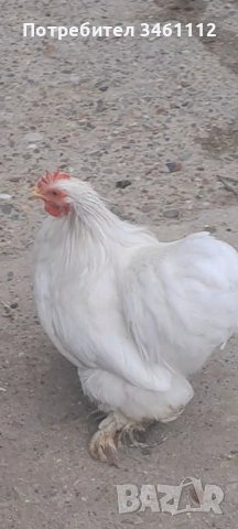 Петлета мини кохин може и чифт , снимка 3 - За птици - 52689301