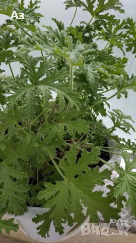 Продавам цветя Индрише, големи , снимка 10 - Градински цветя и растения - 33316742