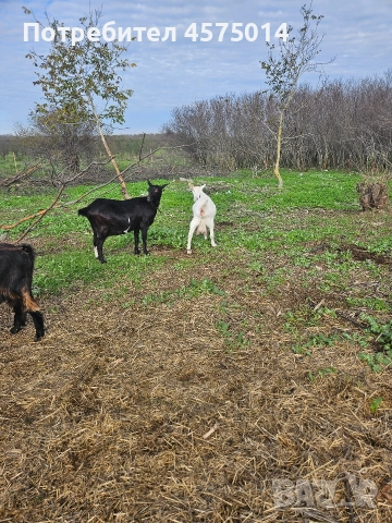 Кози , снимка 5 - Кози - 52624456