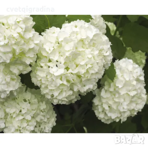 Viburnum opulus 'Roseum'-Вибурнум Розем, снимка 1 - Градински цветя и растения - 49085902