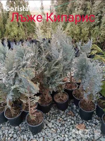 Туя(Смарагд, Фастигията и Ауреа Нана) и кипарис(леилянди, лъже и лимонов), снимка 5 - Разсади - 34875442