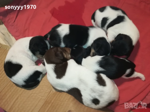 ПРОДАВАМЕ КУТРЕТА-ДЖАК РЪСЕЛ 250ЛВ ЗА 1БР 0209251838, снимка 13 - Джак ръсел териер - 51583363