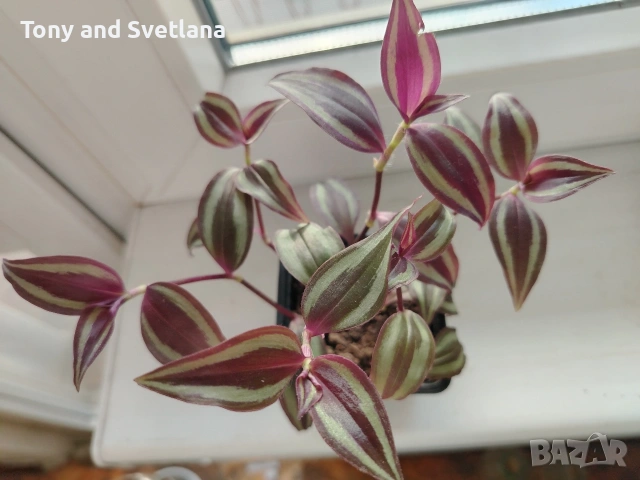 стайни цветя- Хоя (Восъчно цвете), Традесканция Зебрина, Хлорофитум, Алое в комплект , снимка 2 - Стайни растения - 53480374