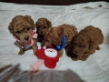 Мини пудел , снимка 2