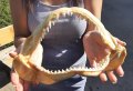 100 % Истинска Челюст Бяла акула с Разрешително по CITES, снимка 1 - Други ценни предмети - 43410724