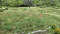 Косене на трева и други градинарски услуги - за Бургас и региона, снимка 2