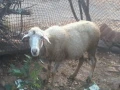 продавам овце агнета, снимка 2