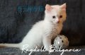 Рагдол коте / Регдол котенце / Ragdoll Cat, снимка 1 - Други - 43222892