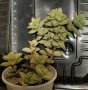 Красула (Crassula ssp Rupestris), вкоренено сукулентно растение, 5 лв, снимка 1 - Стайни растения - 43515497
