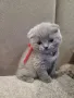 Шотландски клепоухи бебета , снимка 13