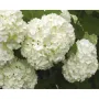 Viburnum opulus 'Roseum'-Вибурнум Розем, снимка 1