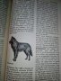 "Енциклопедия на кучето"-Германия, снимка 5