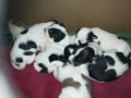 ПРОДАВАМ-продавам djack russell terrier 0406211147, снимка 2
