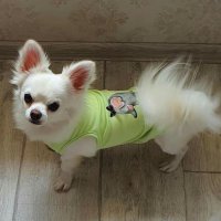 Дрехи за кучета и котки. Зелена тениска за куче. Бяла блуза за куче. Кучешки дрехи. Дрехи за кучета , снимка 6 - За кучета - 30568131