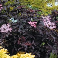 Черен бъз (Черна красавица) , снимка 11 - Градински цветя и растения - 40797152
