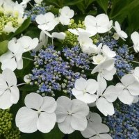 Хортензия ‘Либел’, снимка 3 - Градински цветя и растения - 40492899