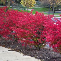 Oгнен храст (Euonymus alatus) , снимка 2 - Градински цветя и растения - 28532581