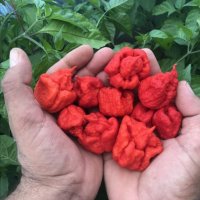 Семена от шестте най-лютите чушки на планетата : 1. Каролина Рийпър (Carolina Reaper) Средна лютивин, снимка 1 - Разсади - 33052124