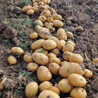 Продавам картофи за семе сорт Сорая, Агата, Ривиера, Карера  , снимка 1 - Разсади - 43821344