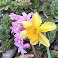 Сукуленти  Дебелец / Алпийска роза, снимка 1 - Градински цветя и растения - 28425981