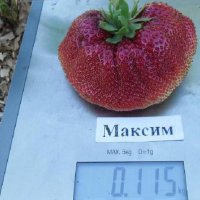 Ягода Максим - Strawberry Maxim Ягода гигант с прекрасен вкус и лесна за отглеждане, снимка 4 - Разсади - 39566676