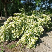 Физокарпус жълт, Physocarpus opulifolius ‘Dart’s Gold’, снимка 3 - Градински цветя и растения - 39879732