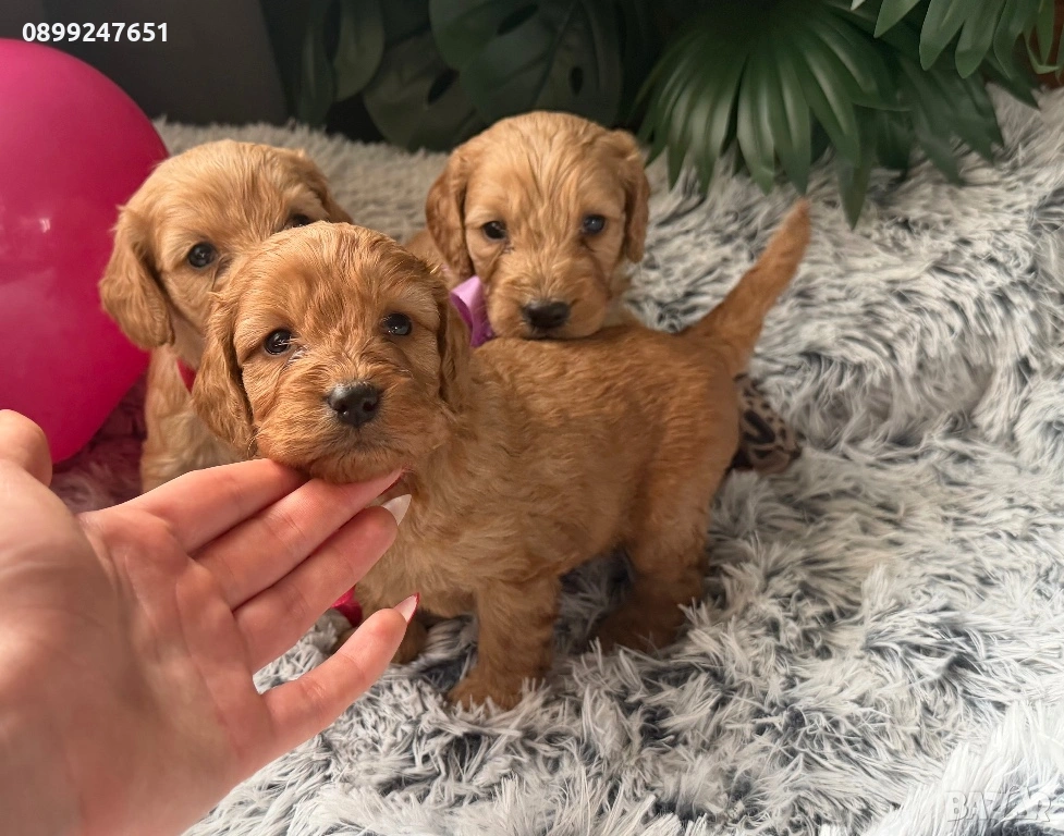 Кокерчета , снимка 1