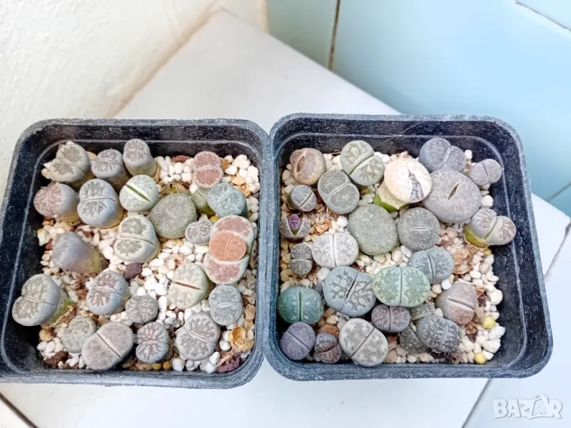 Живи камъчета - Lithops, снимка 1