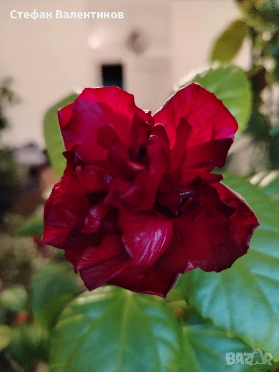 Хибискуси/китайски рози с едри кичести цветове, снимка 1