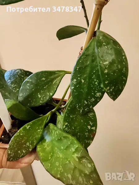 Хоя Rundumensis splash, снимка 1