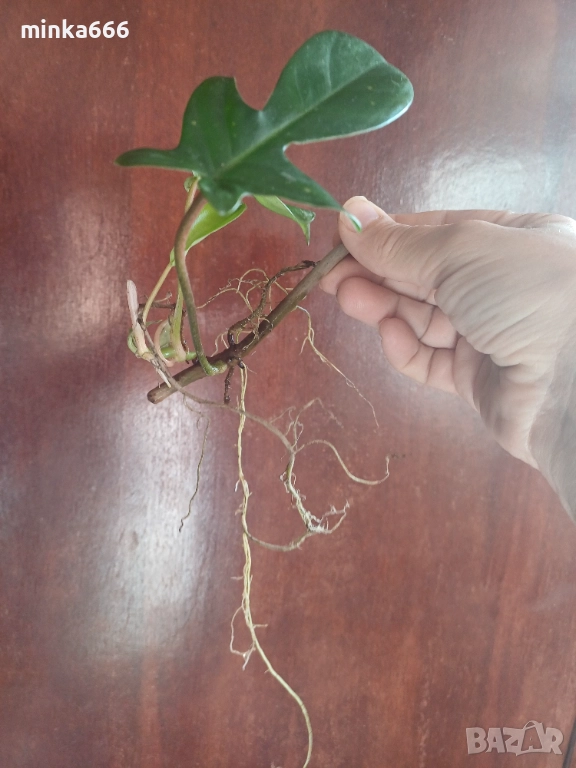 Резник Филодендрон Флорида с корени., снимка 1