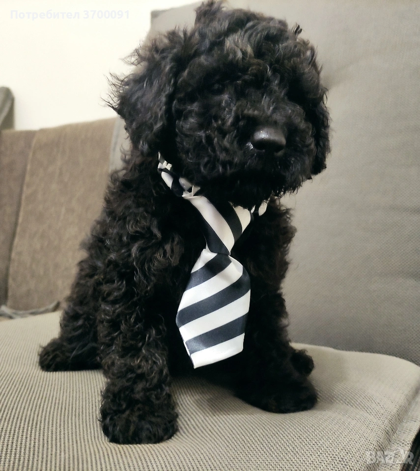 пудел / мини пуделчета, снимка 1