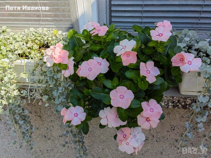 Каскадна винка , снимка 1