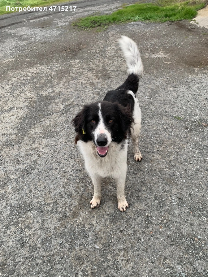 Овчарско куче , снимка 1