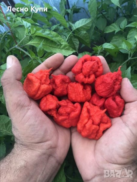 Семена от шестте най-лютите чушки на планетата : 1. Каролина Рийпър (Carolina Reaper) Средна лютивин, снимка 1
