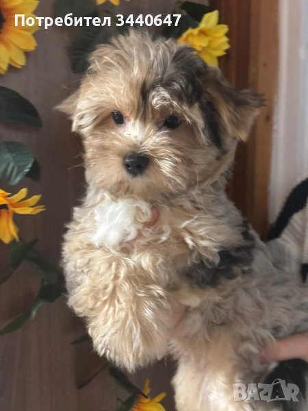 Мъжко йорки, снимка 1