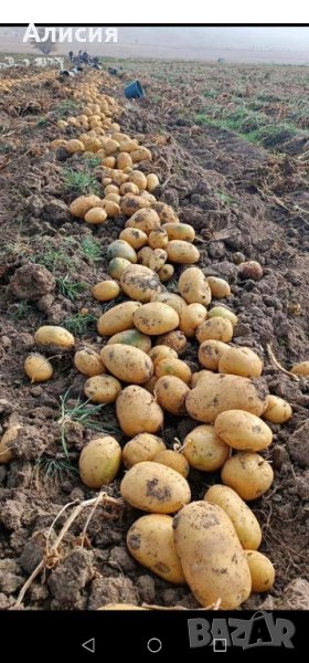 Продавам картофи за семе сорт Сорая, Агата, Ривиера, Карера  , снимка 1