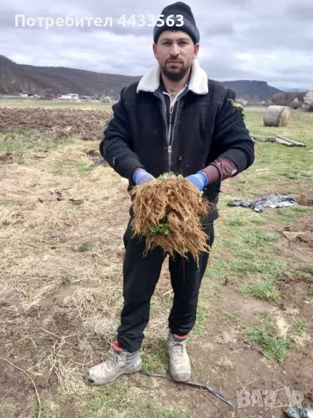 Расдас ягоди , снимка 1