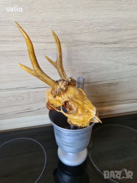 Рога от сръндак с черепа, снимка 1