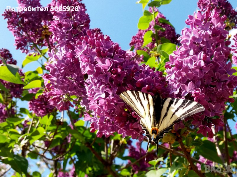 🍀🍀🍀 Едроцветен люляк сорт " CHARLES JOLY", снимка 1