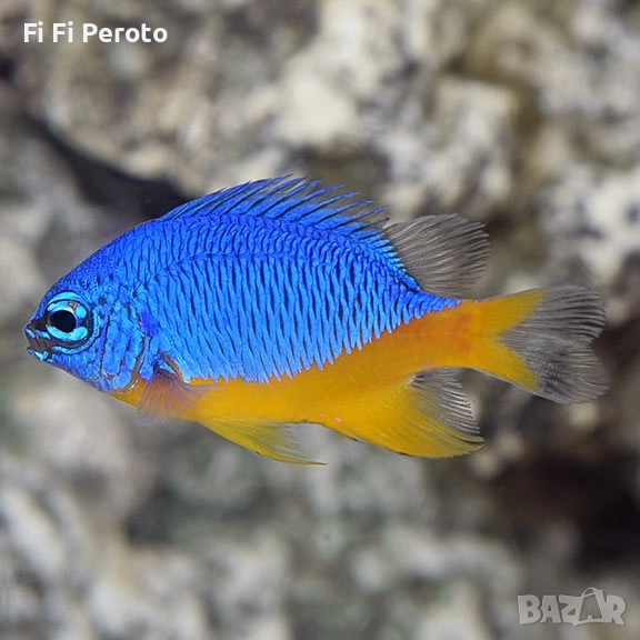 damsel fish damselfish риба соленовдна. , снимка 1