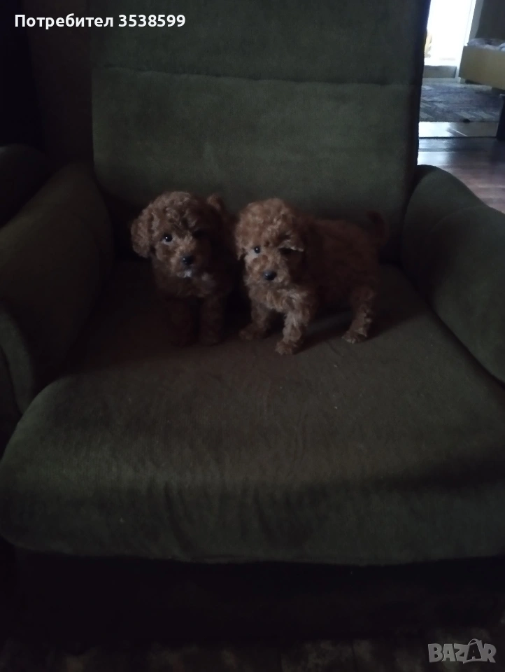 Той Пуделчета , снимка 1