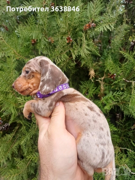 Мини дакел, снимка 1