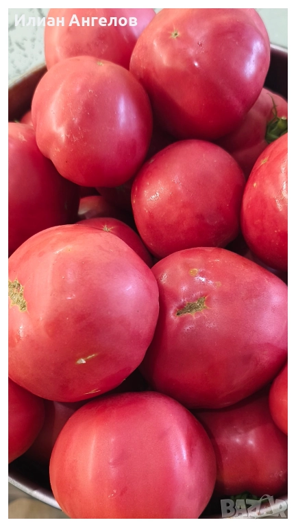 Семена от стари селски сортове домати,краставици и други, снимка 1