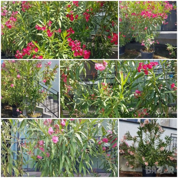 Зокум/Олеандър високи 2,50м, снимка 1