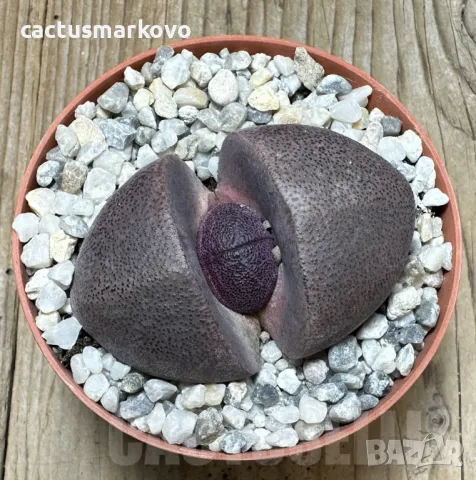 Pleiospilos nelii rubra, снимка 2 - Стайни растения - 48022696