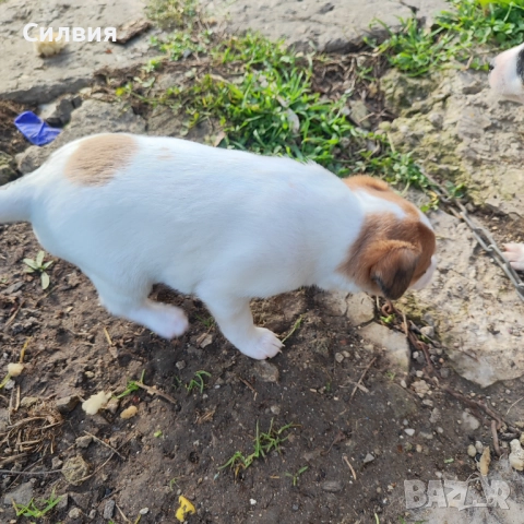 Кученца Джак Ръсел , снимка 5 - Джак ръсел териер - 52787646